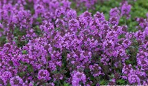 Thymus x citriodorus