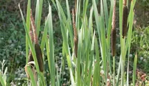 Typha latifolia