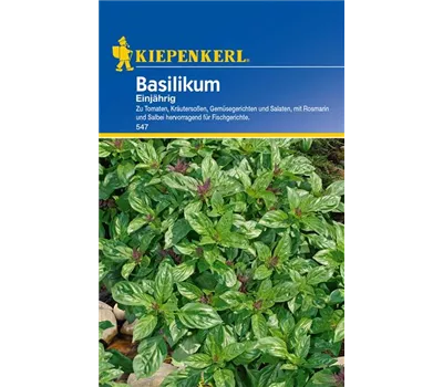 Garten-Basilikum 'Feinblättriges Grünes'