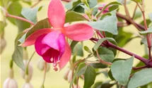 Fuchsia x cultorum 'Query'