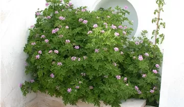 Pelargonium crispum 'Mosquito'