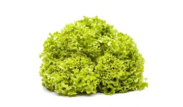 Lactuca sativa var. crispa 'Lollo bionda'