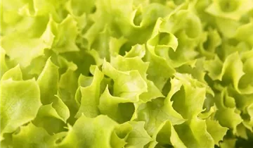 Lactuca sativa var. crispa 'Lollo bionda'