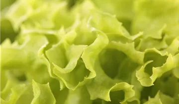Lactuca sativa var. crispa 'Lollo bionda'