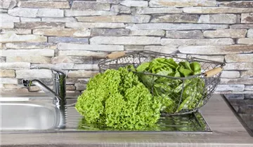 Lactuca sativa var. crispa 'Lollo bionda'