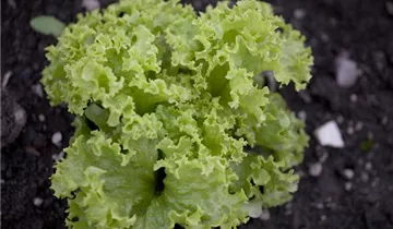 Lactuca sativa var. crispa 'Lollo bionda'