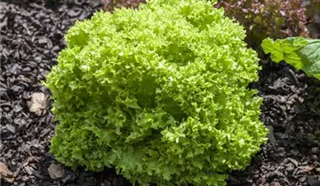 Lactuca sativa var. crispa 'Lollo bionda'