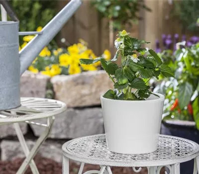 Erdbeere 'Merci® Delizz®'