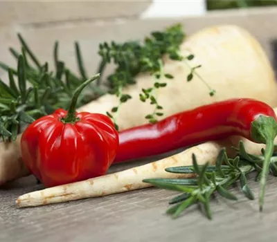 Habanero 'Calita® Red'