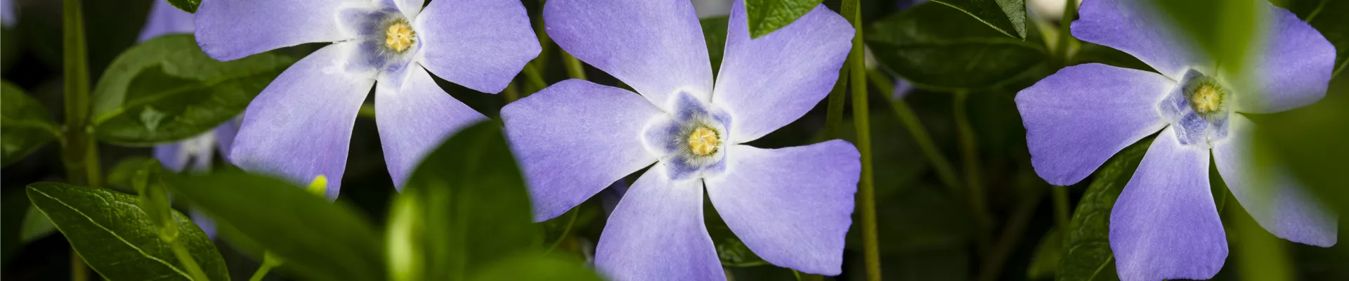 Vinca minor, blau