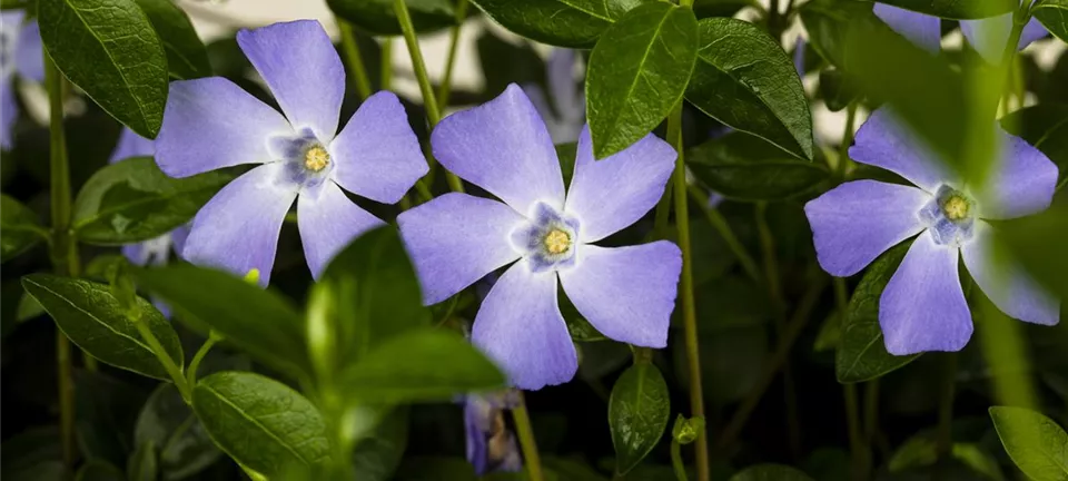 Bodendecker im Frühjahr