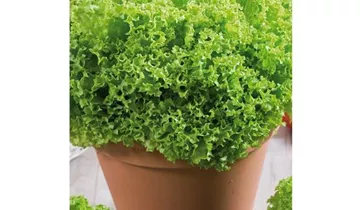 Lactuca sativa var. crispa 'Lollo bionda'