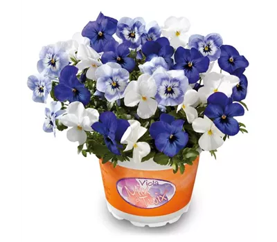 Hornveilchen 'Mix a Twix® Marina, Eye in the Sky, Snow'