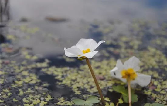 Hydrocharis morsus-ranae