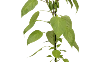 Capsicum annuum 'Lubega® Mini Red'