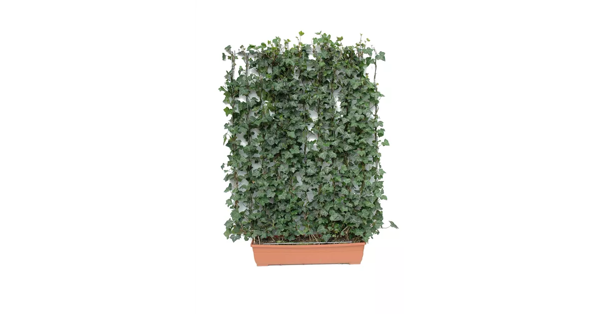 Hedera helix 'Woerneri', Hecke am laufenden Meter