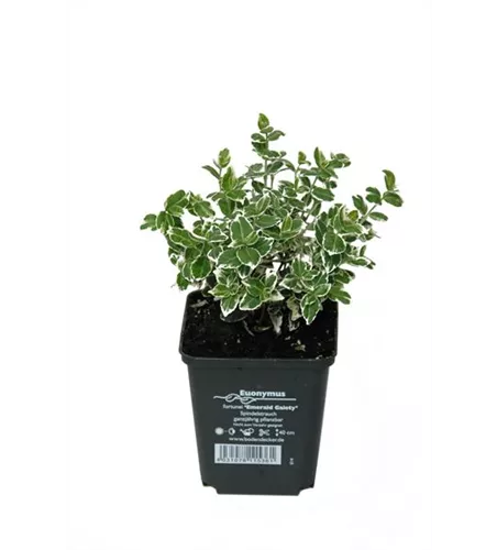 Euonymus fort. 'Emerald Gaiety', 12er Set