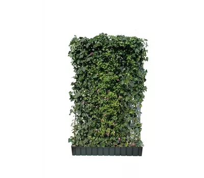 Hedera helix 'Woerneri' mit Clematis