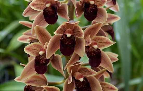Cymbidium Arthur Meddellin Padilla