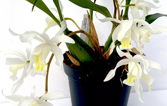 Coelogyne intermedia