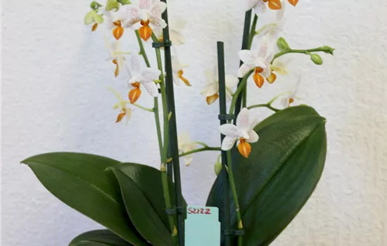 Phalaenopsis Mini Mark
