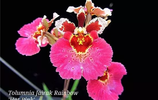 Tolumnia Jairak 'Hot Pink'