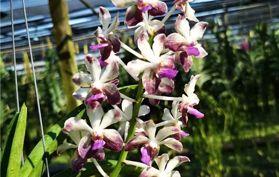 V.Lamellata x V.Noi blue x Rhy. Coelestis