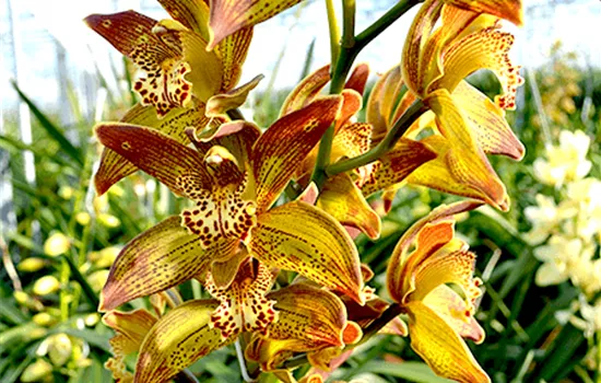 Cymbidium Jungle Girl