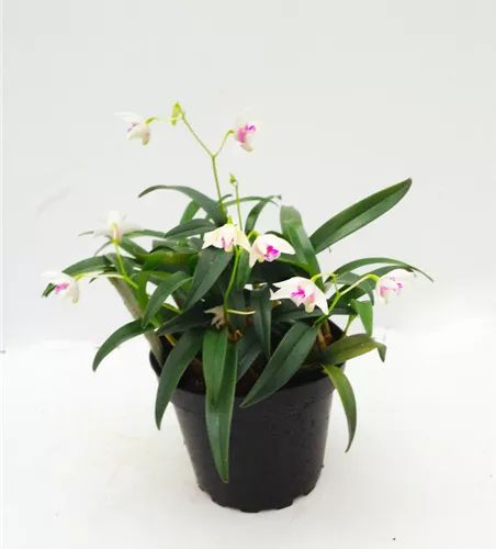 Dendrobium kingianum alba weiß mit roter Lippe (17 cm Topf)