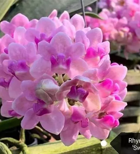 Rhynchostylis gigantea 'Sweet light Pink'