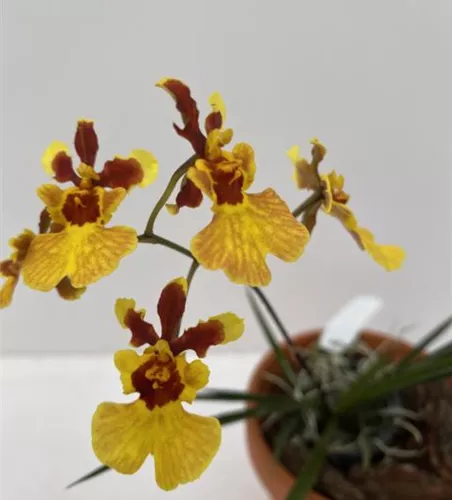 Tolumnia Jairak Flyer 'Goldmine'