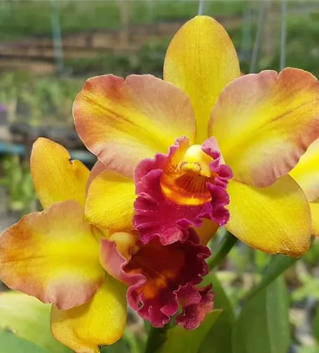 Lc. ((Fay Miyamoto x President Fortune) x (Kaui Star bright)) x Yen Surprise