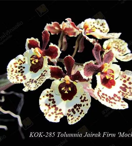 Tolumnia Jairak Firm 'Mocha Spots'