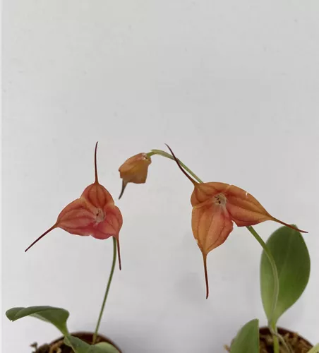 Masdevallia Doris 