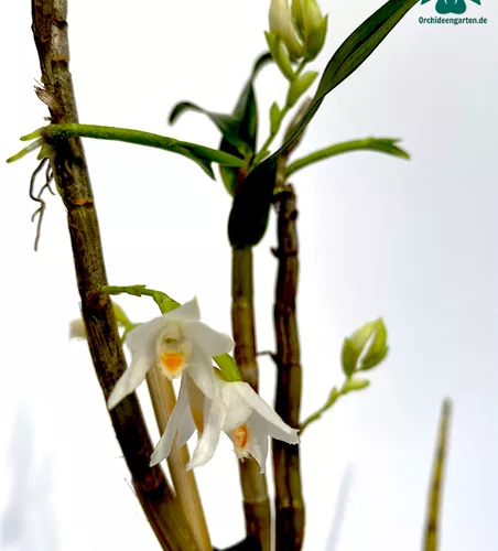 Dendrobium candidum