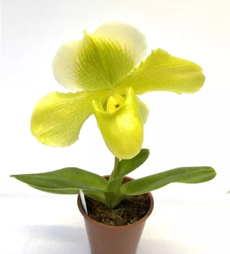 Paphiopedilum Hybride gelb-weiß