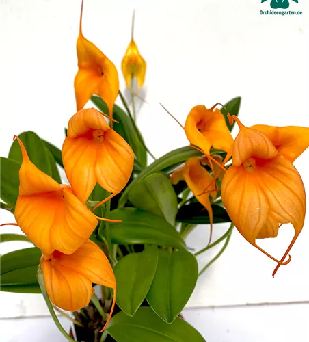 Masdevallia Hybride in orange