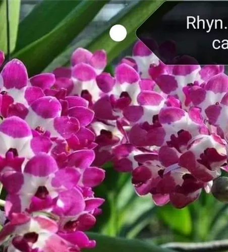 Rhynchostylis gigantea weiß pink gepunktet