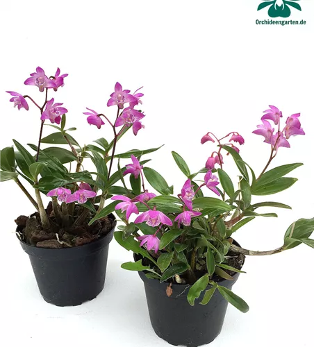 Dendrobium kingianum compactum