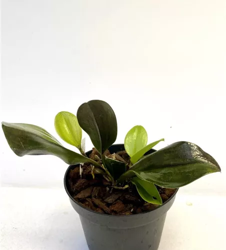 Pleurothallis species (Blatt rötlich) 