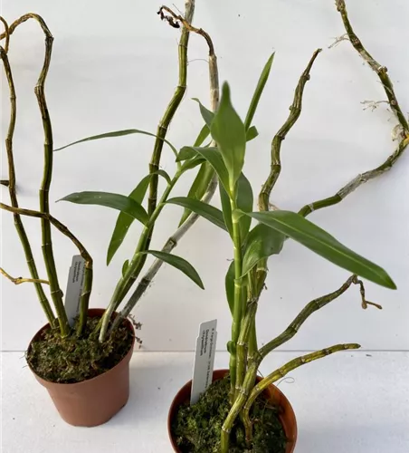 Dendrobium chrysanthemum 