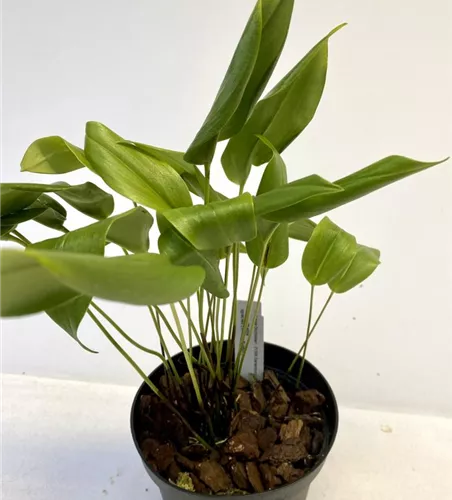 Pleurothallis species (kleine Blätter) 