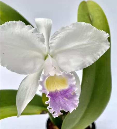 Cattleya trianae coerulea 