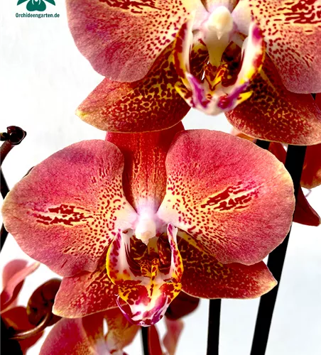 Phalaenopsis Dragon Heart