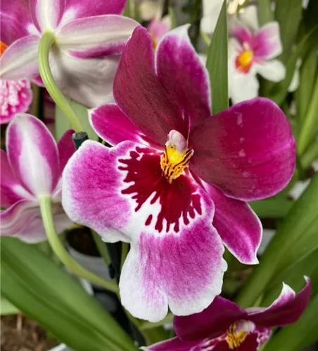 Miltoniopsis Hybride im Farbmix 