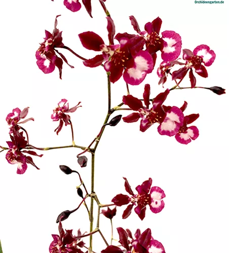 Oncidium Jairak Fragrance