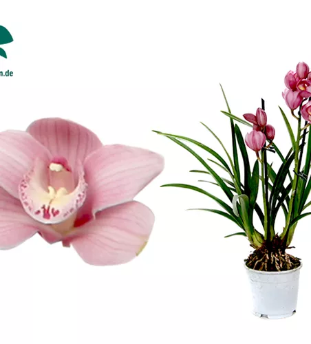 Cymbidium Simono