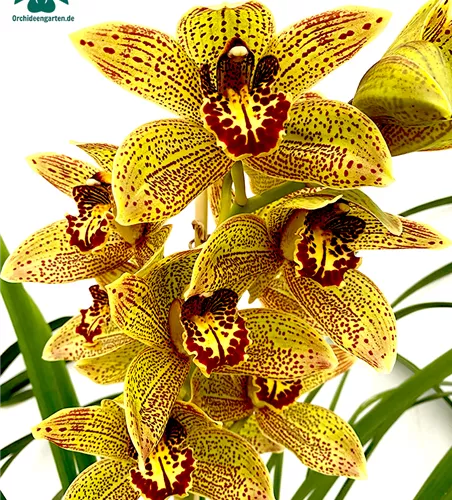 Cymbidium Disney Girl