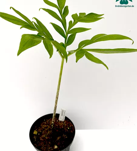 Amorphophallus mossambicensis