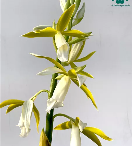 Phaius tankervillae alba